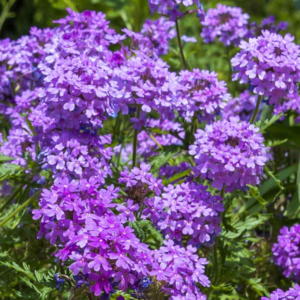 💐Semillas de Verbena de Jardín
