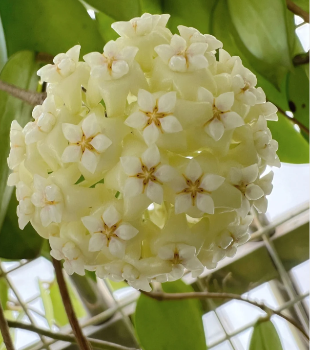 ⭐️Semillas de flores Hoya Carnosa | Bola de flores en forma de estrella