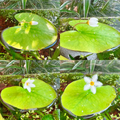Plantas hidropónicas Copo de Nieve