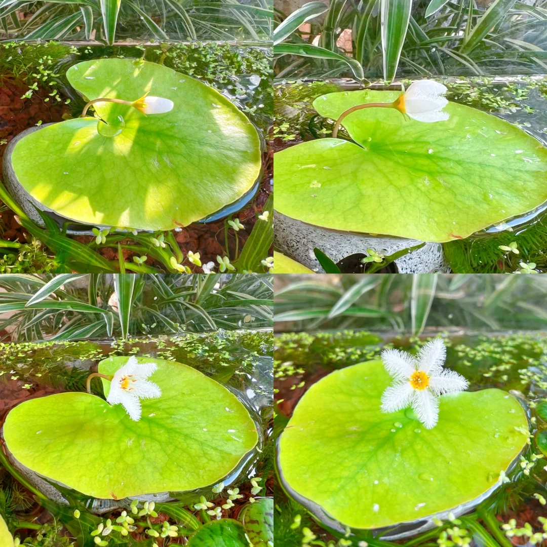 Plantas hidropónicas Copo de Nieve
