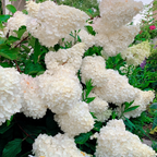 Semillas de flores de hortensia paniculata 💞 Semillas de flores para jardín en casa