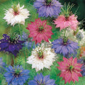 Nigella Miss Jekyll Mezcla Orgánica