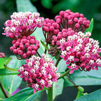 Asclepias Collection