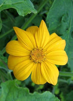 Semillas de girasol mexicano - Amarillas (Tithonia Speciosa Yellow Torch) Semillas.