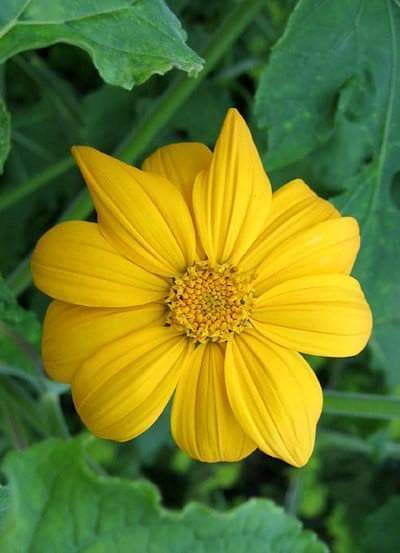 Semillas de girasol mexicano - Amarillas (Tithonia Speciosa Yellow Torch) Semillas.