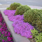 💐Vibrant Tapestry of Color ✨Creeping Phlox Seeds, Shibazakura Seeds