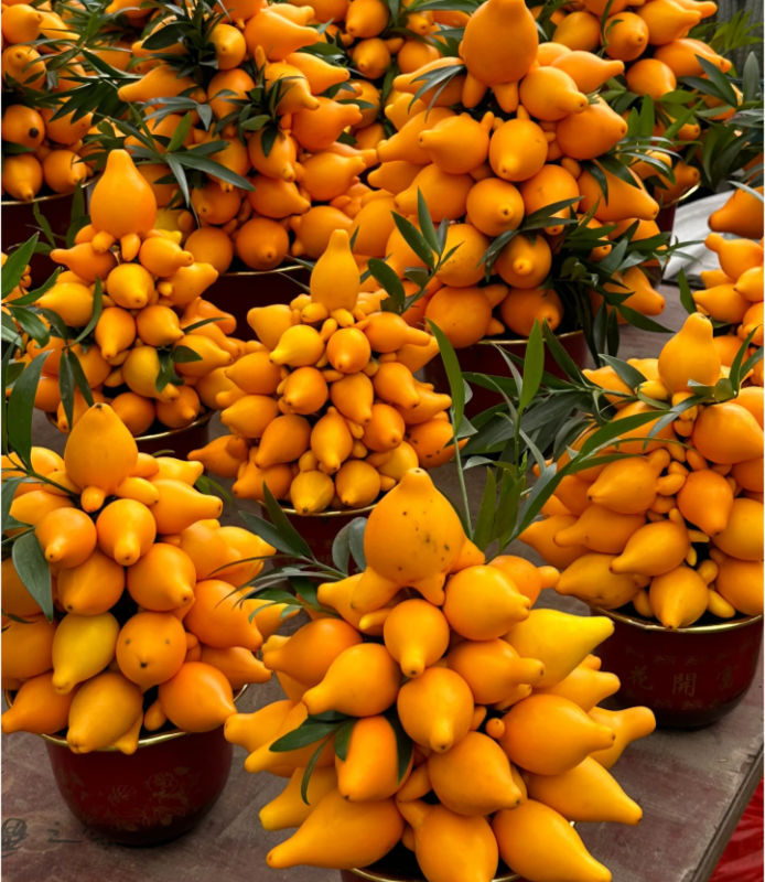 Semillas de Frutas Doradas 💛Cinco Generaciones De Frutas💛