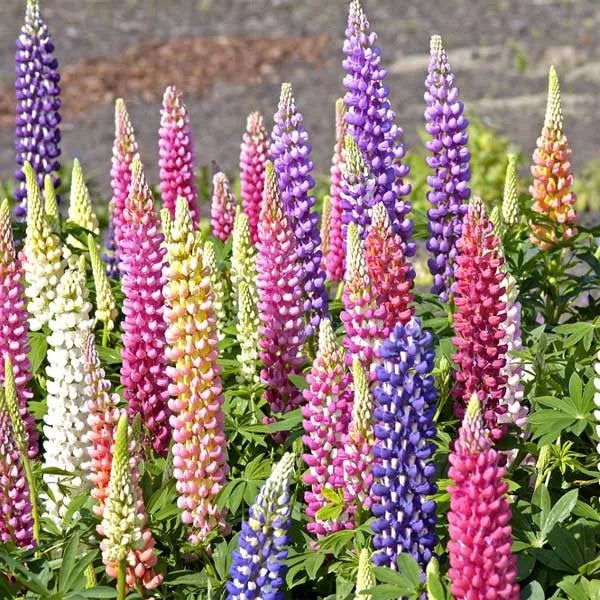 ✨🧑‍🌾Novedades para el jardín de primavera💐Mezcla de delfinio, digital y lupino