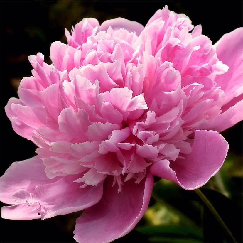 🌺Peonia - El amor te rodea