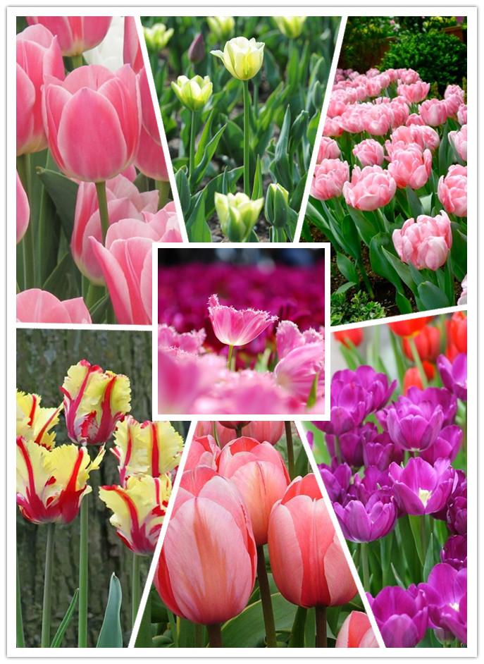 ¡¡¡NUEVO!!! 100 unidades/Bolsa - Semillas de Tulipán Jardín Flores Plantas