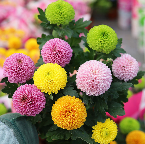 🏵️Semillas de Crisantemo Ping Pong Multicolor