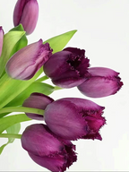 Semillas de tulipán de color raro para bonsái