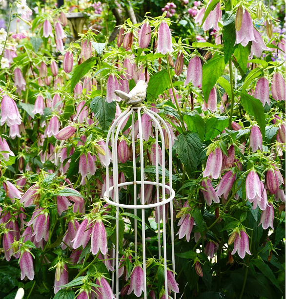Semillas de Campanula Punteada