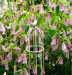 Semillas de Campanula Punteada