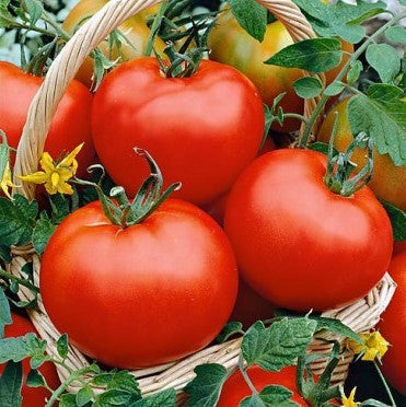 Semillas de tomate Hair Pink