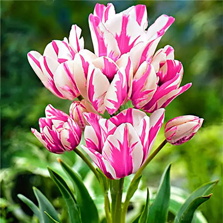 Semillas de tulipán de color raro para bonsái #6