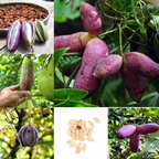 Semillas de Stauntonia Latifolia - Alimento Ecológico