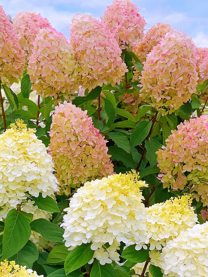 Semillas de flores de hortensia paniculata 💞 Semillas de flores para jardín en casa