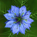 Semillas de Nigella