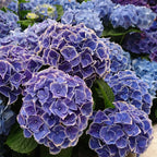 Semillas de Hydrangea Macrophylla Tivoli