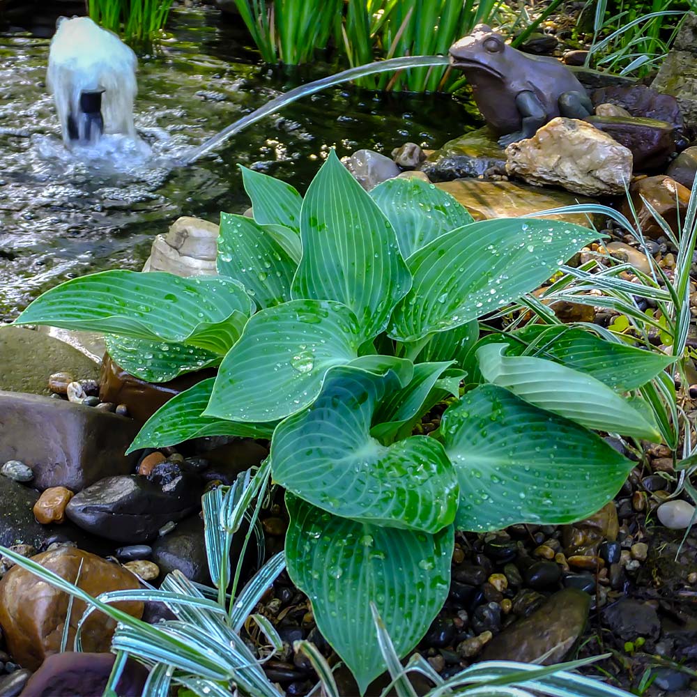 Hosta – La Elegancia Amante de la Sombra para Tu Jardín 🌿✨