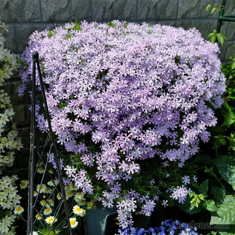 🌈Planta Tapizante Óptima✨Semillas de Lobelia Erinus Rastrera