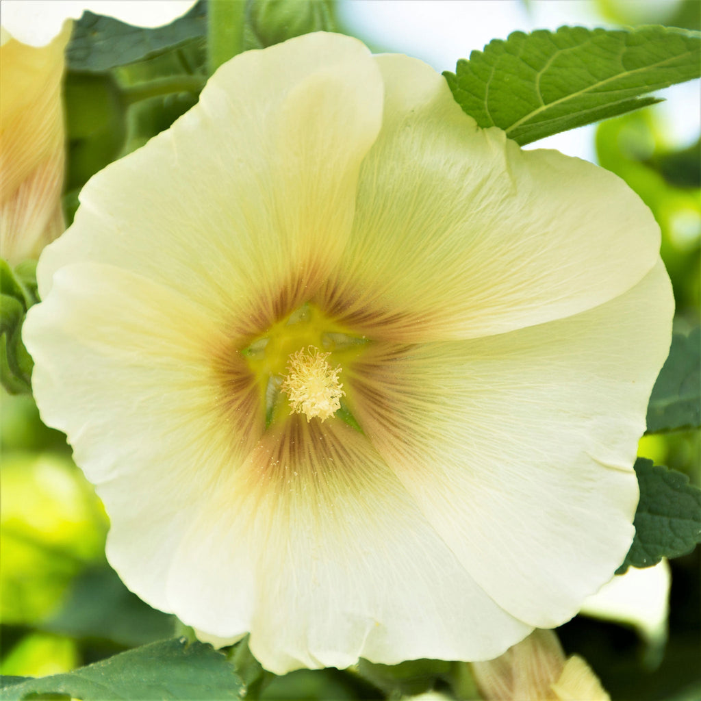 Semillas de malva real de flor sencilla
