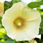 Semillas de malva real de flor sencilla