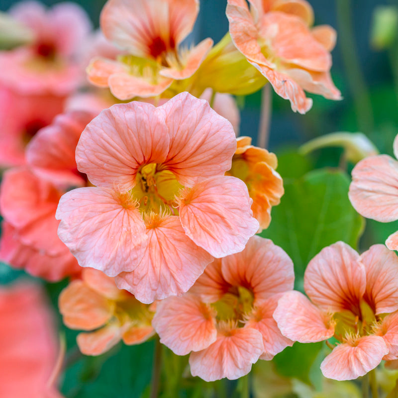 Nasturtium Seeds