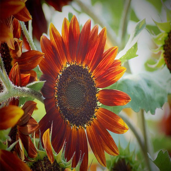 Girasol Infrarrojo Mix F1