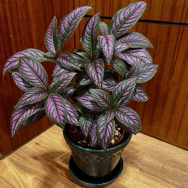 Planta de follaje con tonos de Escudo Persa