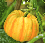 Semillas de calabaza raras y exóticas