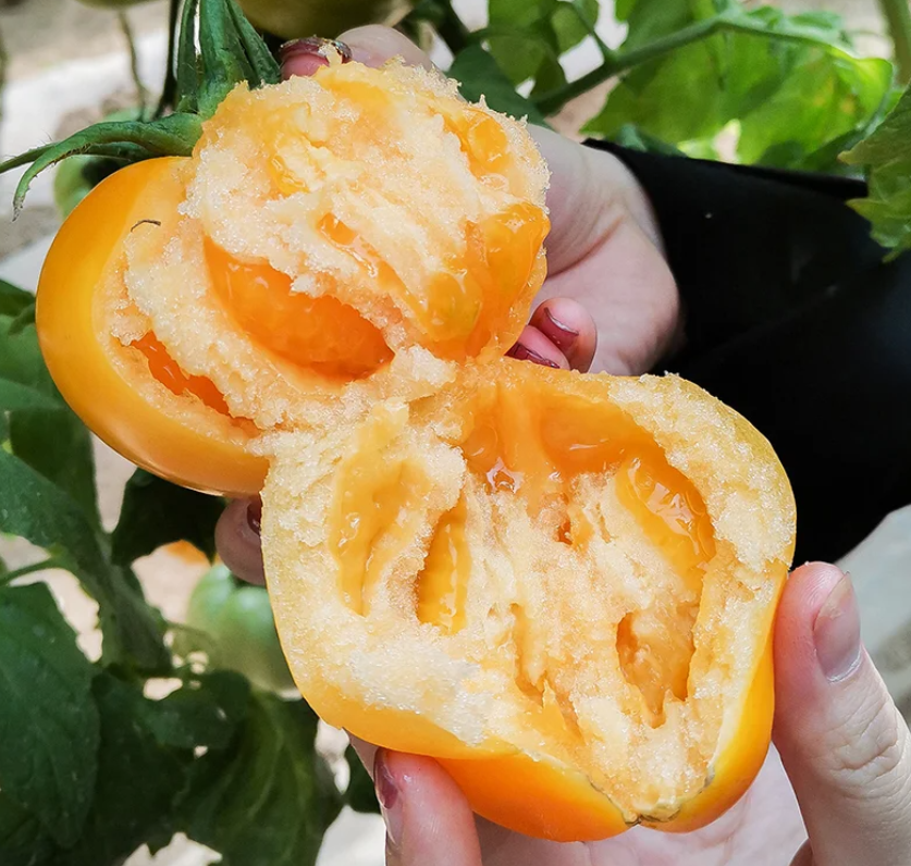 Semillas de caqui amarillo