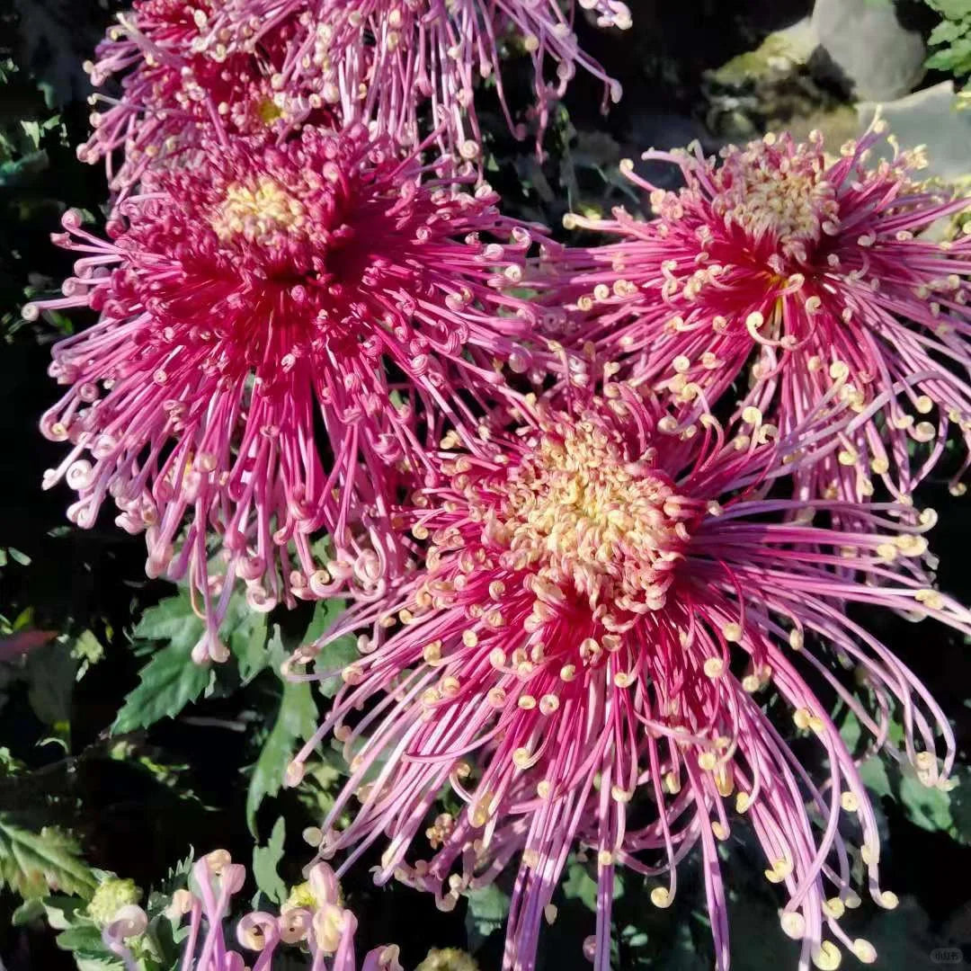 Semillas raras de crisantemo dorado - Flor de la longevidad💞
