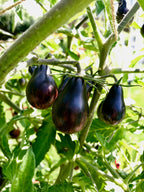 Semillas de tomate Blue Keyes • Cereza tipo pera, color antocianina oscuro • Polinización abierta • Variedad moderna