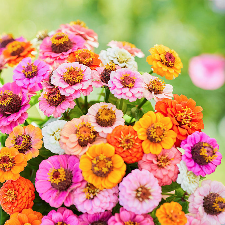 🌺Semillas de Zinnia Doble Enana