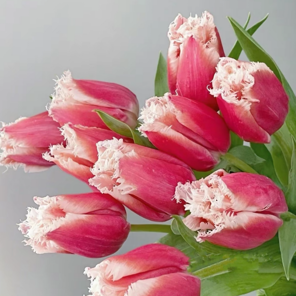 Semillas de tulipán de color raro para bonsái