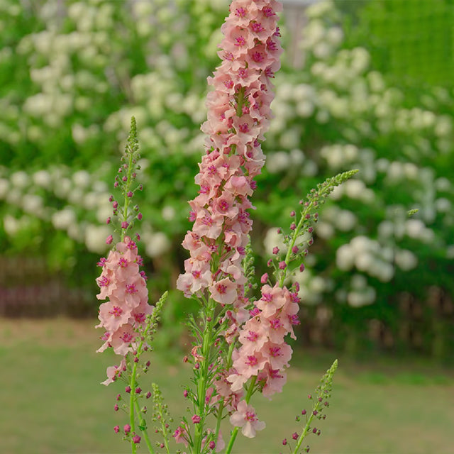 Verbascum Southern Charm Mezclado