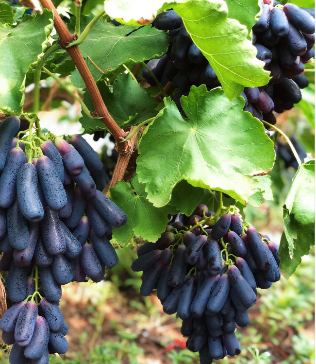 Semillas de uva Sweet Sapphire