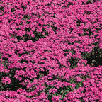 💐Vibrant Tapestry of Color ✨Creeping Phlox Seeds, Shibazakura Seeds