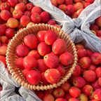 Semillas de Mini Manzana Xantolis Stenosepala