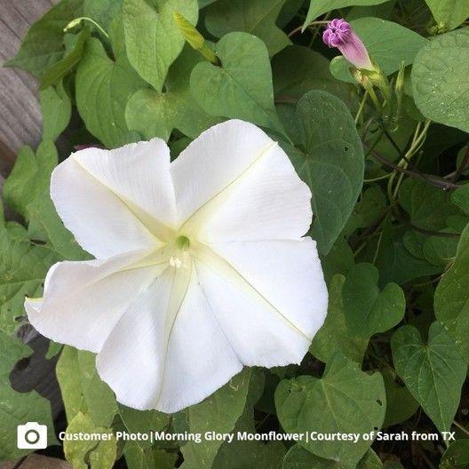SEMILLAS DE IPOMEA BLANCA