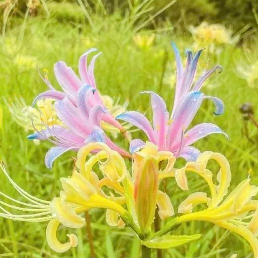 Bulbos de lirio araña - Multicolor🌈