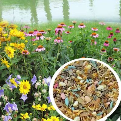 🐝Amigable con los insectos🔥Más de 60 semillas de flores perennes variadas🌿Puras sin OMG