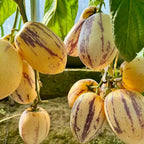 🍈Semillas de Pepino Semillas de Fruta de Ginseng