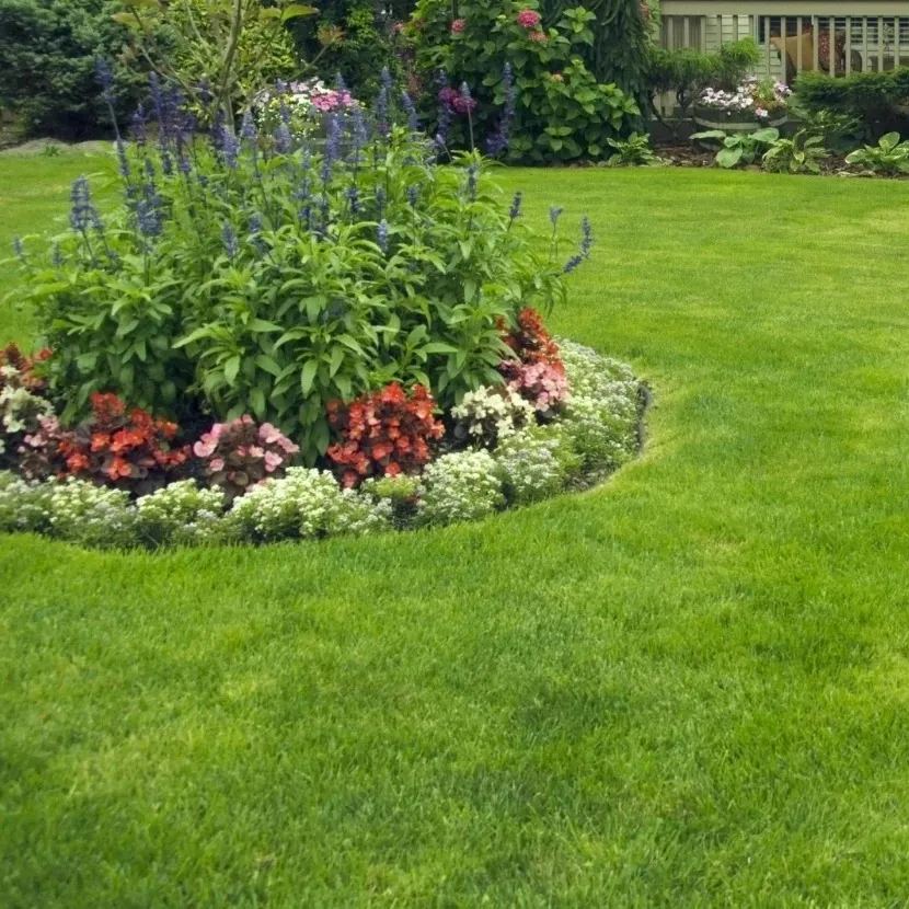 🌱 Four Seasons Evergreen Dwarf Grass Seed | Create Your Perfect Lawn, Starting Here!