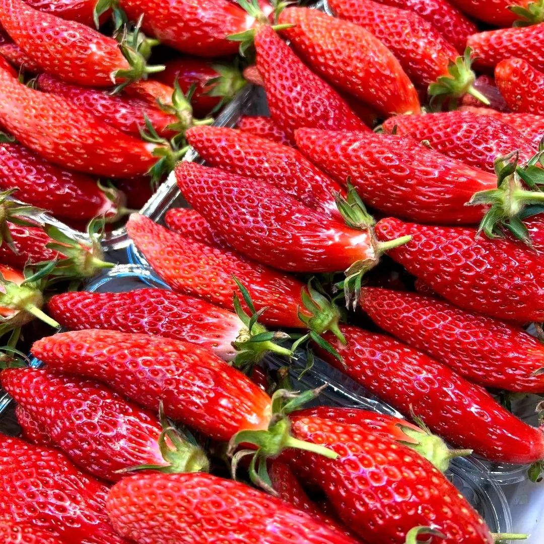 Semillas de fruta de fresa con chile raras