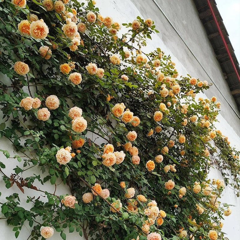 🩷 9 Tipos De Semillas De Rosas Trepadoras De Colores Raros Y Más