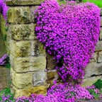 Creeping Thyme Homegrown Seeds Easy to Plant and Grow Non-GMO Perennial Flower Premium Seeds