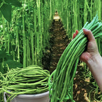 Long cowpea: A high-yielding vegetable in a short time